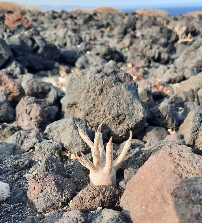 Euphorbia Balsamifera emergiendo de bajo tierra