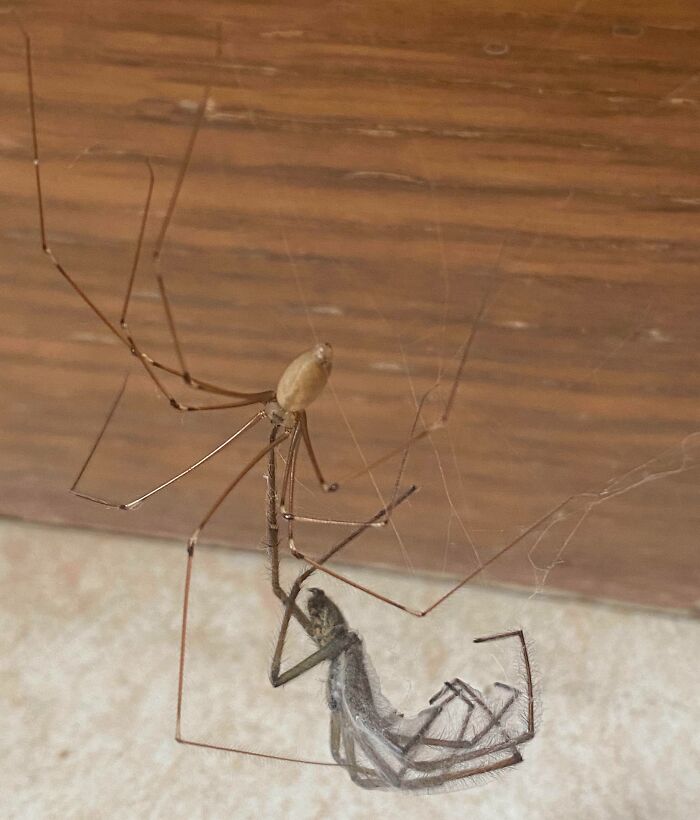 House Spider Falls Victim To Superior Arachnid