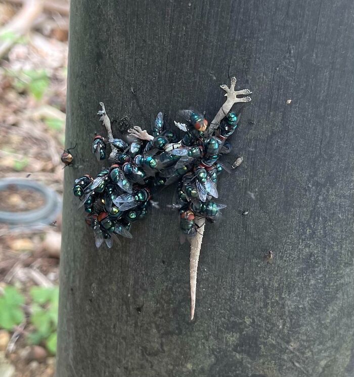Moscas devorando a un gecko pegado a un poste