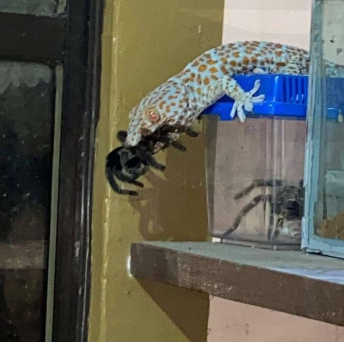 Gecko tokay zampándose la tarántula mascota de alguien