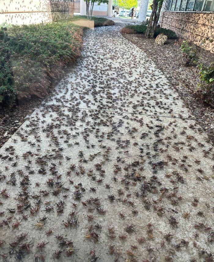 Mormon Crickets At My Local Hospital