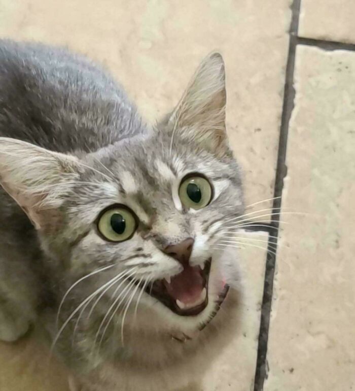 Gray cat with wide eyes and open mouth on tiled floor, showcasing typical feline drama queen expression.
