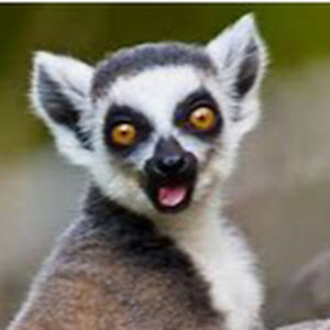 lemur55lemur55 avatar