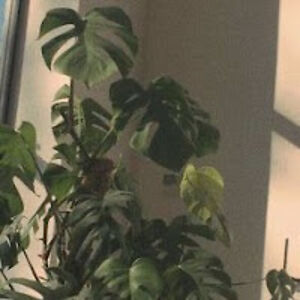 reannebhardwaj avatar