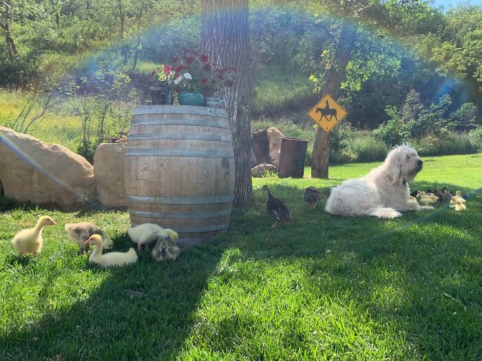 It’s Merle’s Favorite Time Of The Year, Breeding Time For Baby Ducks And Geese. He Loves All His Fluffy Babies And Always Is Very Careful To Look Out For Birds Of Prey