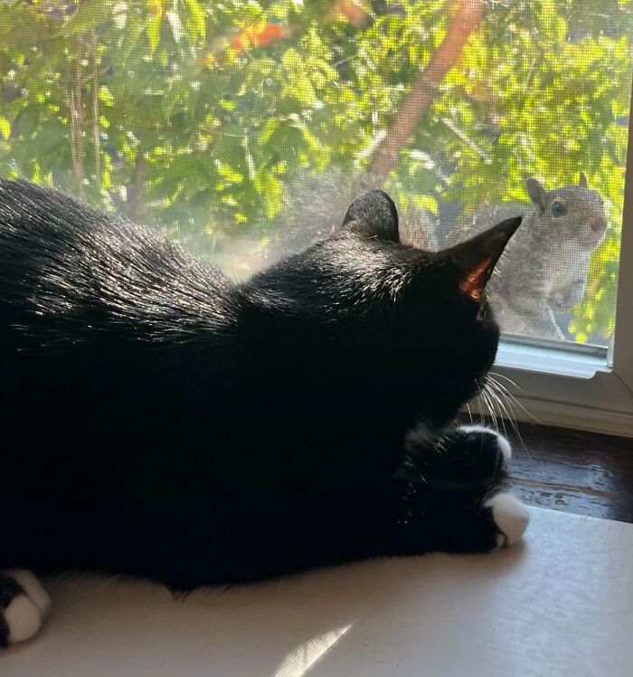 Squirrel Visits Almost Every Day