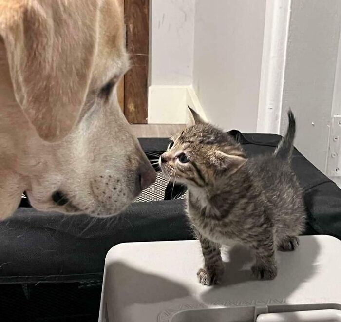 My 10-Year-Old Lab Is The Ultimate Nanny