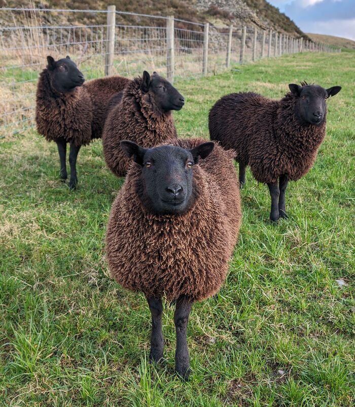 Met Some Friendly Black Sheep Today. They Ran Right Up To Greet Me