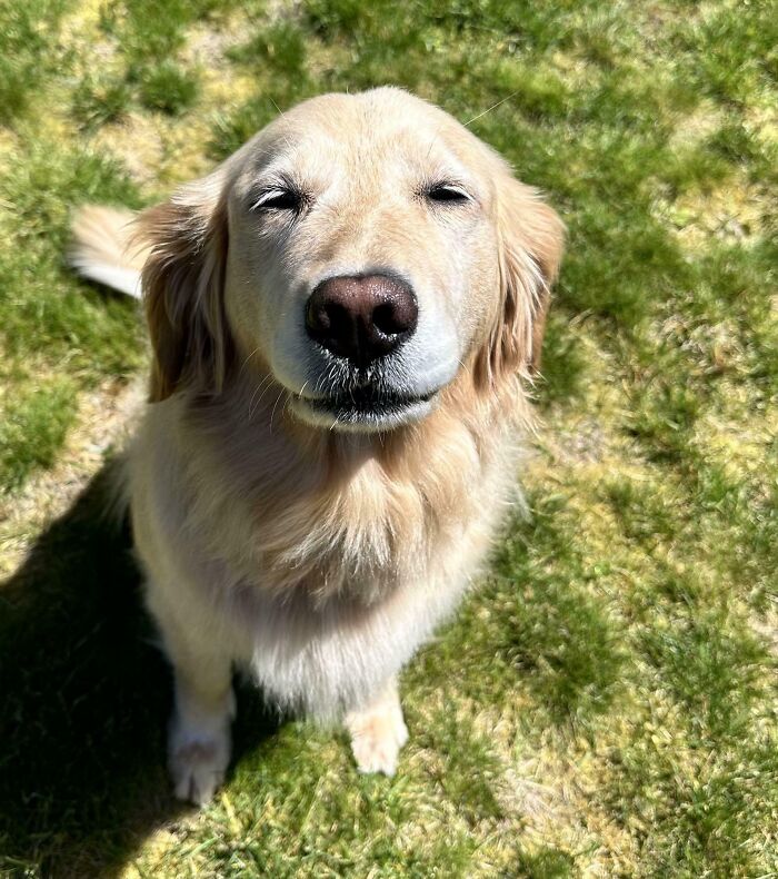 Enjoy This Sweet Girl's Content Face After Getting Her Coat Brushed
