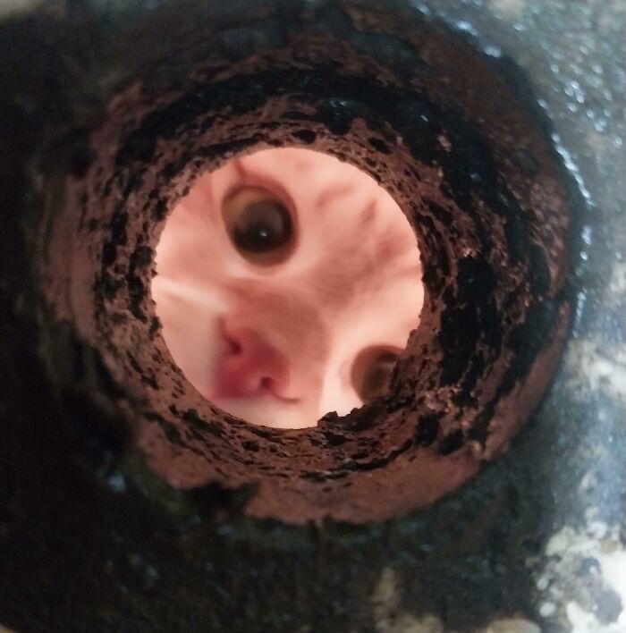 Customer's Cat While I Was Replacing A Faucet And A Drain