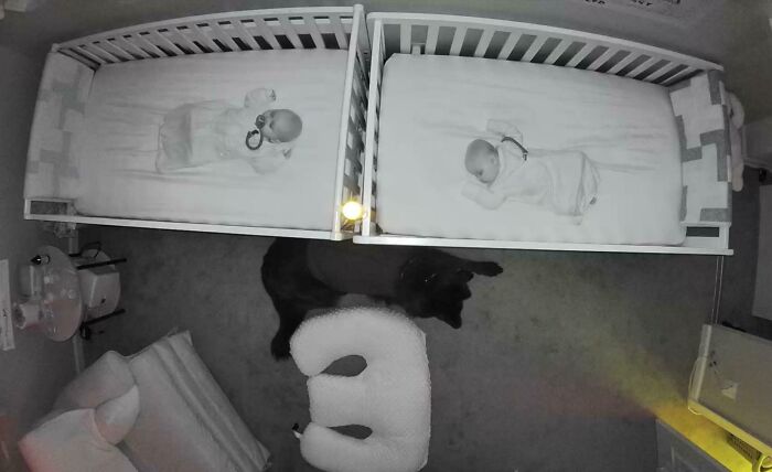 My Dog Is Terrified Of Thunderstorms But Decided To Protect My Twin Daughters From The Storm Anyway