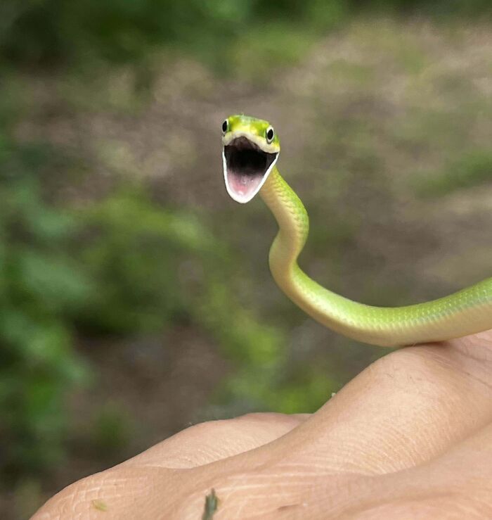 Caution: Lethal Cutie