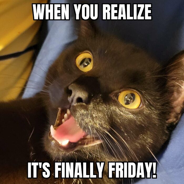Excited black cat meme with wide eyes and open mouth, capturing the happy Friday vibe.