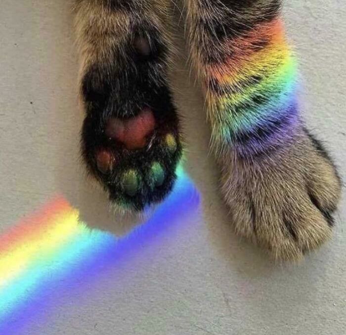Rainbow Toe Beans!