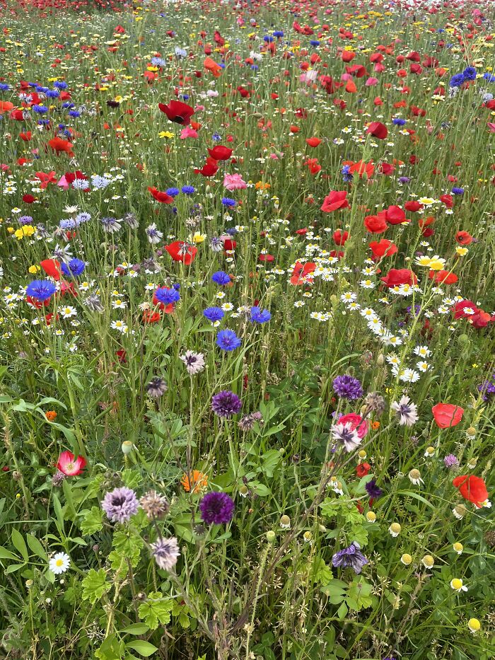 Wildflowers Spotted In Milan ❤️