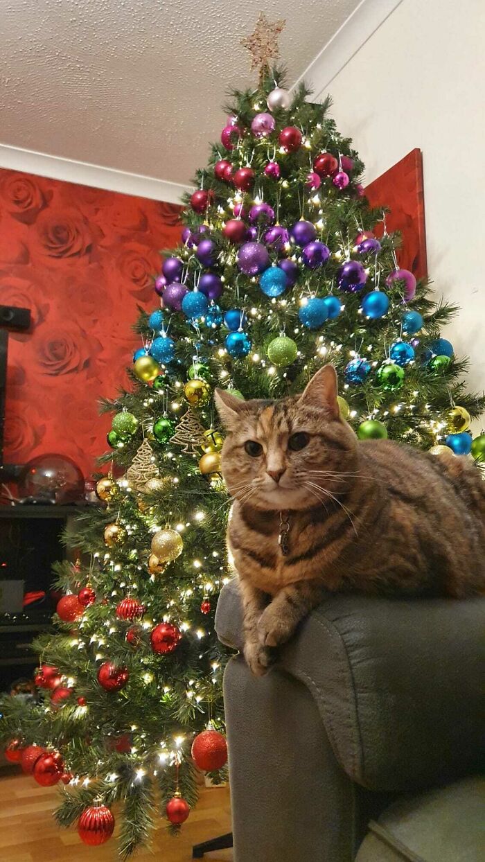 My Rainbow Christmas Tree With Bonus Cat Friend