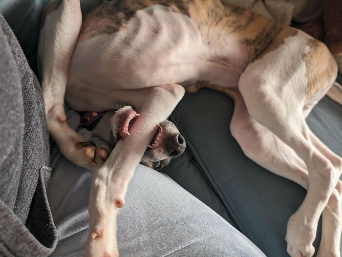Playful derpy dog lying on couch with paws over face, showing funny and silly behavior in a relaxed setting.