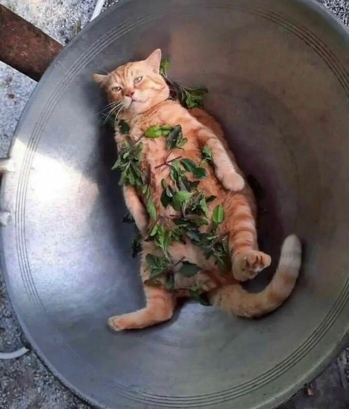 Orange cat lying in a metal container with green leaves scattered over its body in a random photo setting.