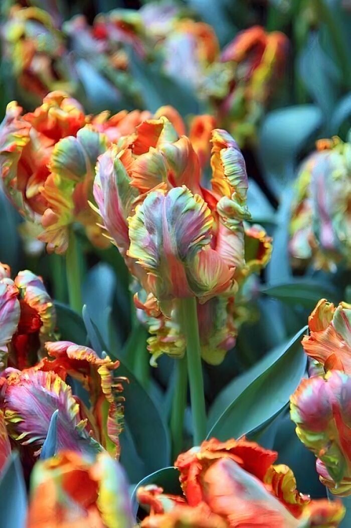 These Tulips. Yes They Are Real