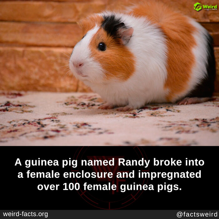 Guinea pig on a rug with a fact about a notorious male guinea pig's escapades.