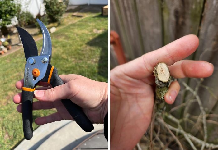 Ditch The Dull Blades And Upgrade To Fiskars Pruning Shears For Effortless Trimming And Shaping