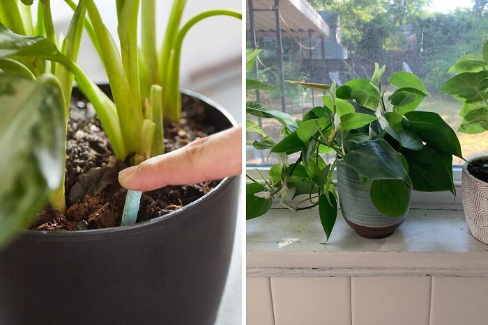 Whether You're A Seasoned Plant Parent Or A Newbie, Miracle-Gro Indoor Plant Food Spikes Are The No-Fuss Way To Keep Your Houseplants Thriving