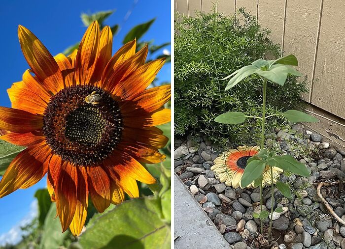 Sunflower thriving under benign neglect, with a bee on its vibrant petals and a young plant nearby on a rocky bed.