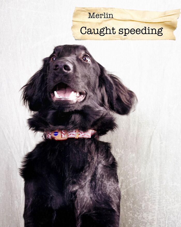 I Created A Deck Of Playing Cards With Dog Mugshots