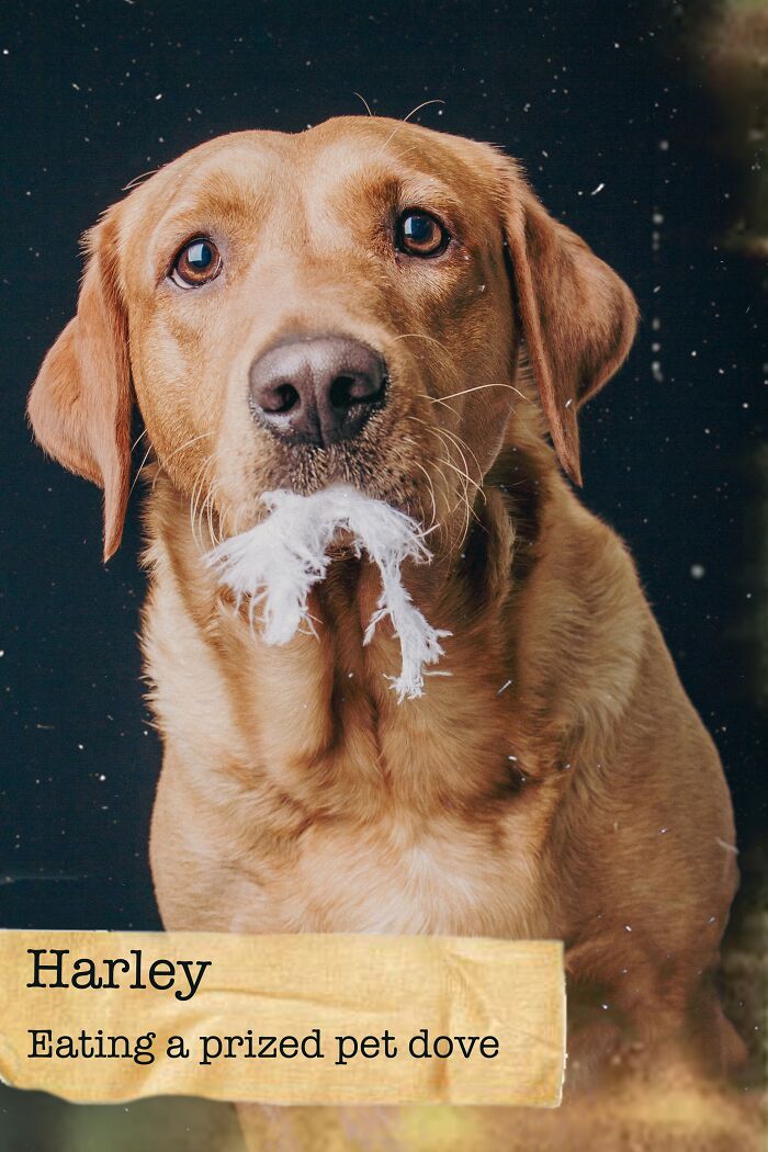 I Created A Deck Of Playing Cards With Dog Mugshots