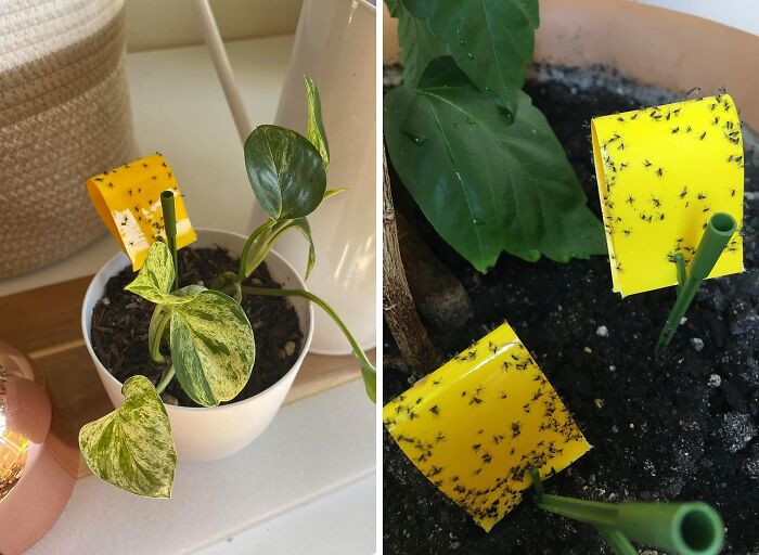  Yellow Sticky Insect Traps: Bye, Bye, Buzzkills! 