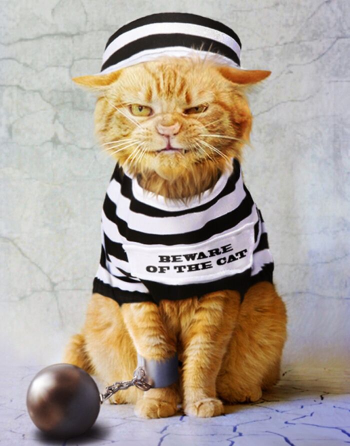 These Designers Were Challenged To Use Photoshop To Dress Animals (30 Pics)