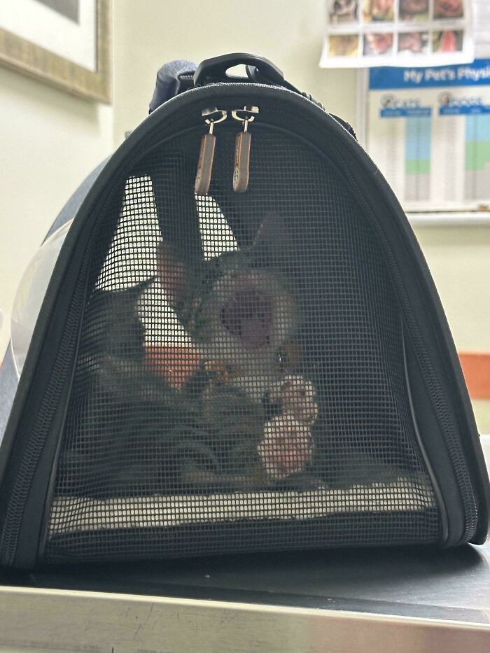 A dramatic cat meowing loudly in a pet carrier at the vet's office.
