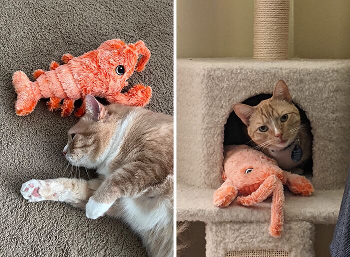 Cat playing with plush lobster, showcasing love for pet gadgets.