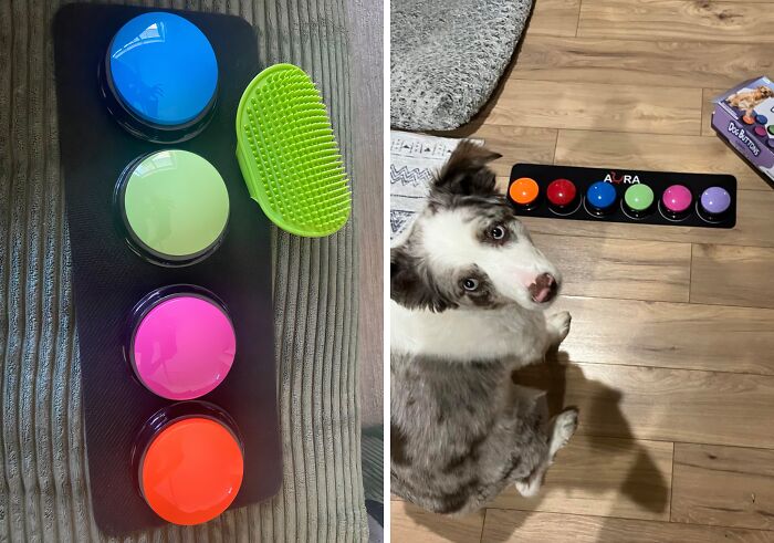 Colorful pet gadgets with buttons and a brush alongside a dog on wooden floor.