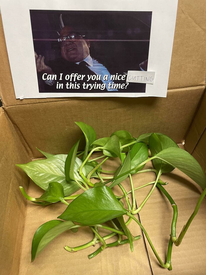 Gave My Pothos A Haircut Today And Thought I’d Share It With My Coworkers