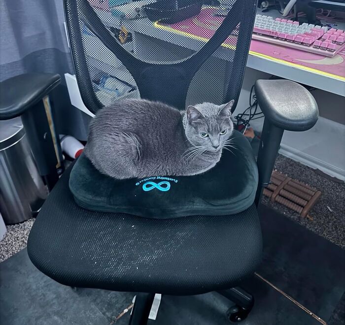 Sit Pretty With The Everlasting Comfort Seat Cushion!