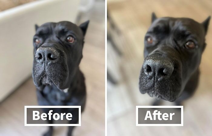 Your Dog's Nose Deserves Some TLC, So Pamper It With Natural Dog Company Snout Soother