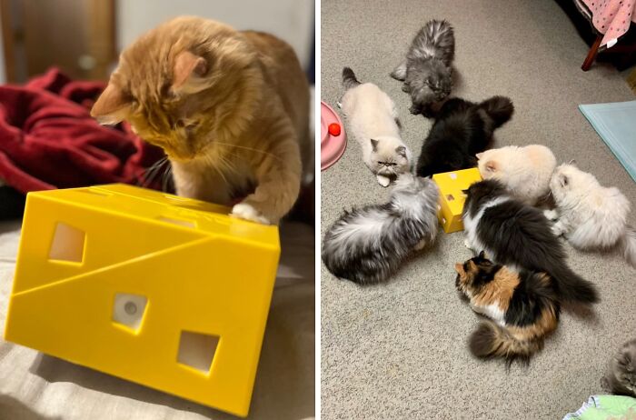 Watch Your Cat Go Crazy For This Interactive Cat Toy 