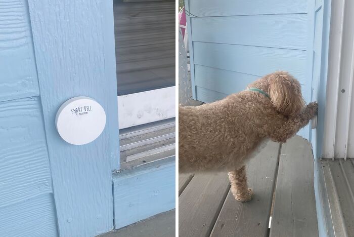 Dog using a smart bell gadget on a blue wall to signal going outside.
