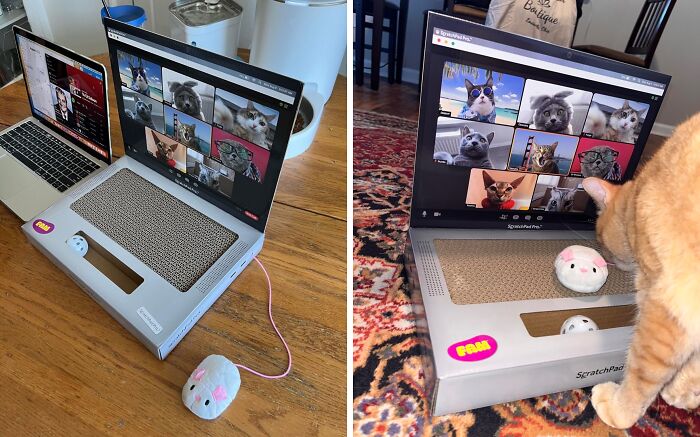  Scratchpad Pro - Laptop Scratcher Cat Toy: Finally, Your Cat Can Contribute To Your Work-From-Home Life!