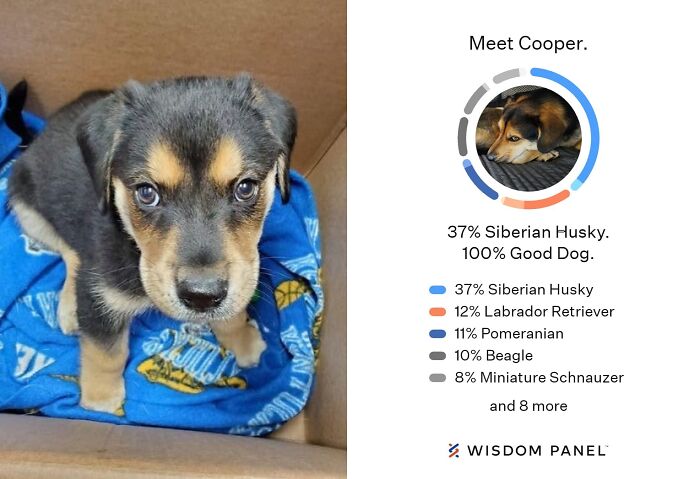 Unlock Your Dog's Ancestry Secrets With The Wisdom Panel Dog DNA Kit