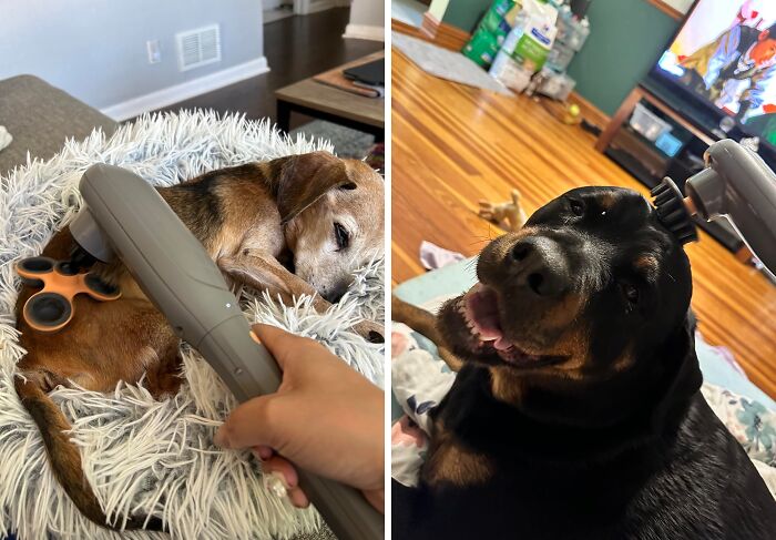 Spoil Your Furry Friend With A Relaxing Massage Using The Percussion Pet Massager