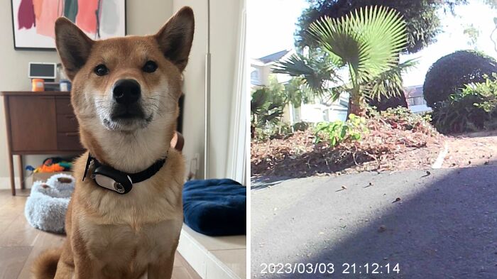 Dog wearing a pet gadget collar in a cozy room, next to an outdoor scene with plants.