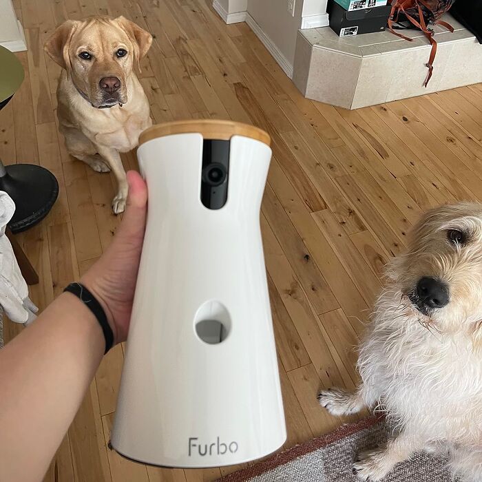 Pet gadget being held, with two dogs sitting on a wooden floor, eagerly looking at it.