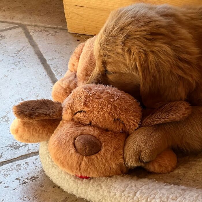 A dog cuddles with a plush toy, showcasing pet gadgets for your fur-baby's comfort and love.