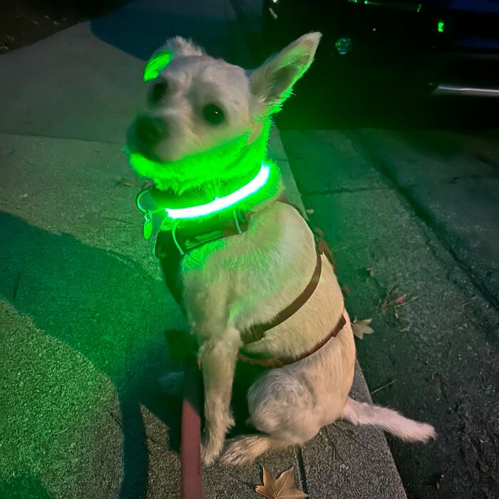 Small dog wearing a glowing green LED collar, a perfect pet gadget to show your fur-baby some love.