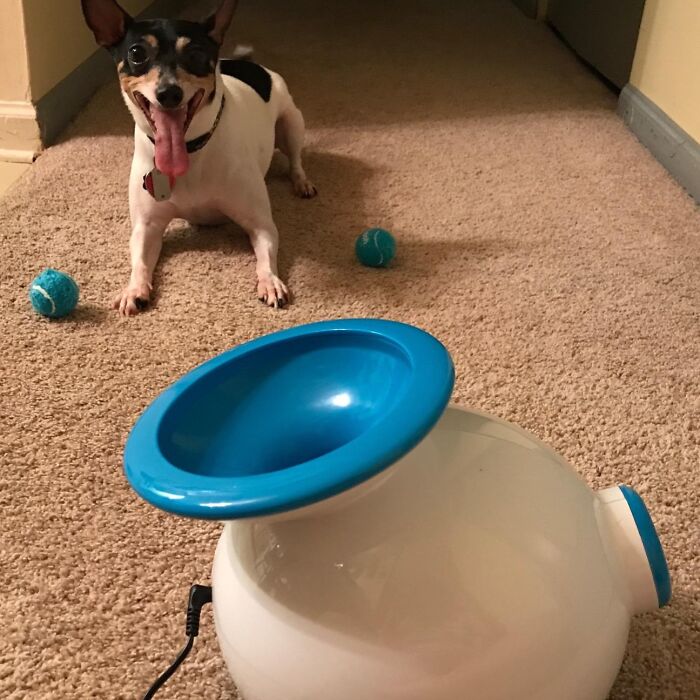 Dog with ball thrower, showcasing pet gadgets for your fur-baby's enjoyment, two tennis balls beside.
