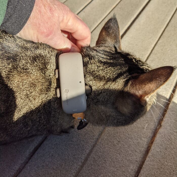 Worried About Your Wandering Pet? Never Lose Sight Of Your Furry Friend With Tractive Gps Tracker