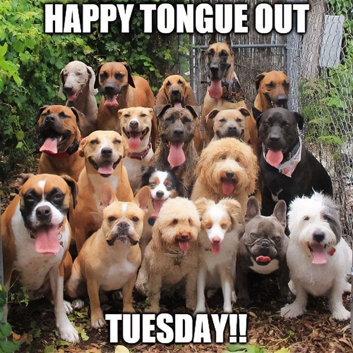 Group of happy dogs with tongues out in a meme celebrating Tuesday.