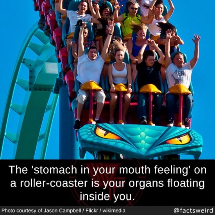 People enjoying a thrilling roller-coaster ride; weird facts about the physics of the 'stomach in your mouth' sensation.